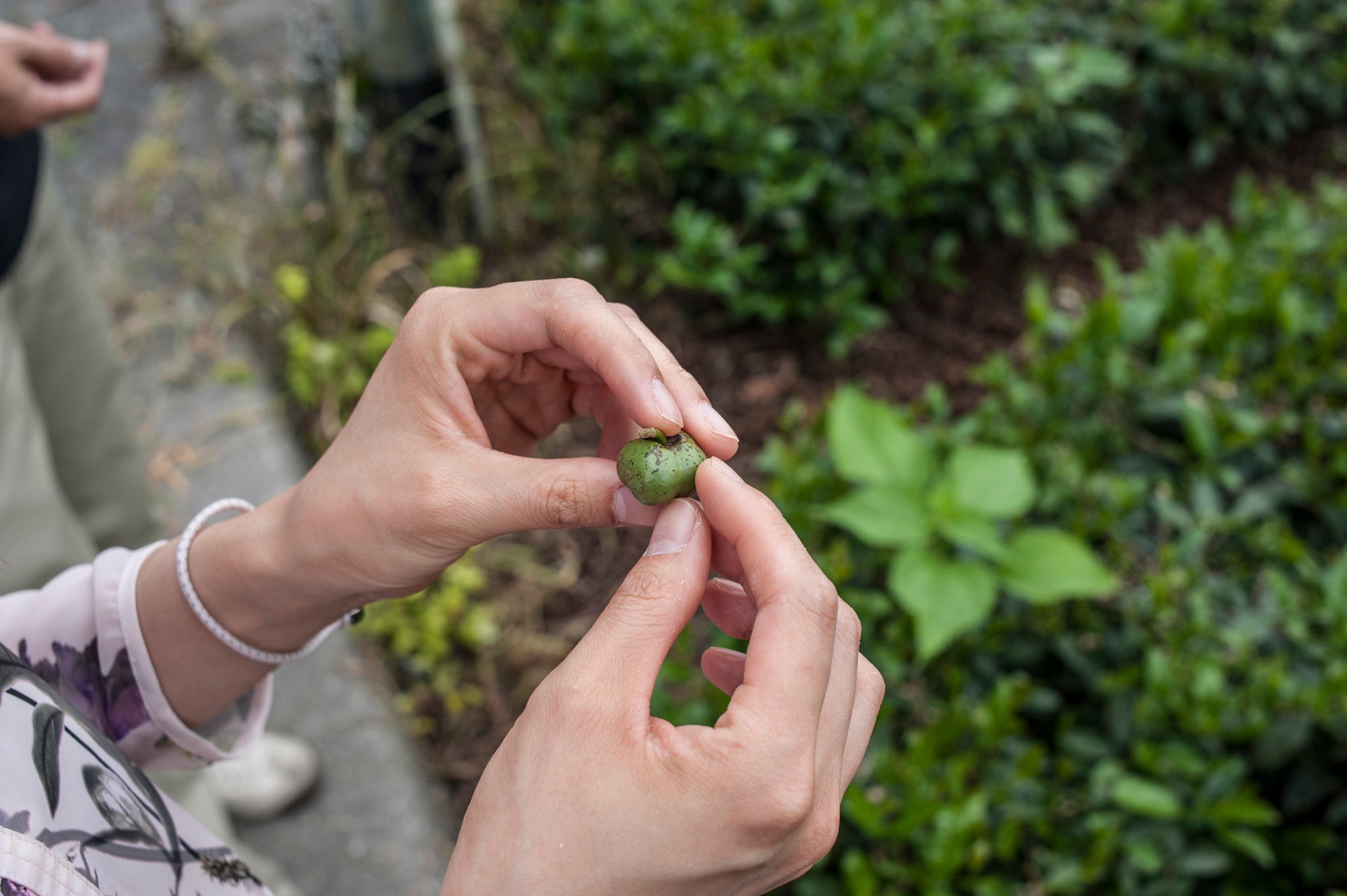 Zarai, Single Cultivar vs. Blended Cultivar - What's the hype?